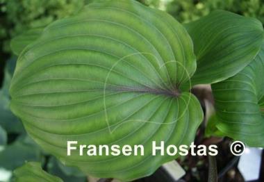 Hosta Plum Pudding