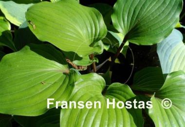 Hosta Plum Pudding
