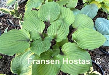 Hosta Plum Pudding