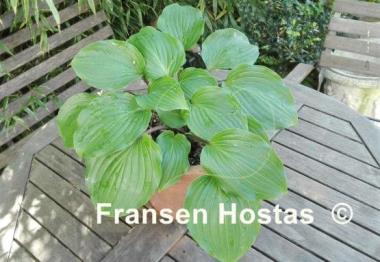 Hosta Plum Pudding