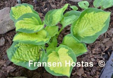 Hosta Pocketful of Sunshine