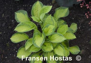 Hosta Pocketful of Sunshine