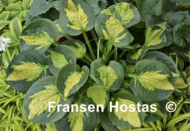 Hosta Pocketful of Sunshine