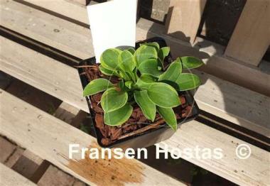 Hosta Poco Pete