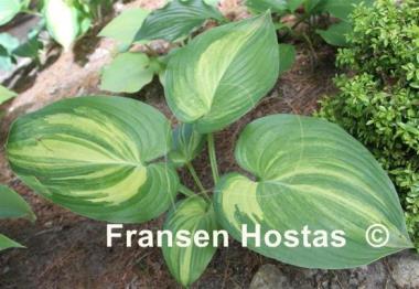 Hosta Poison Dart Frog