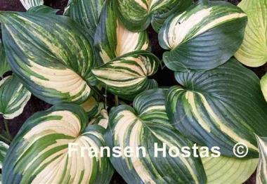 Hosta Poison Dart Frog