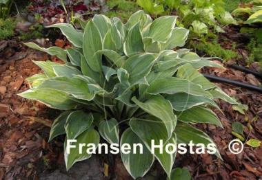 Hosta Poker