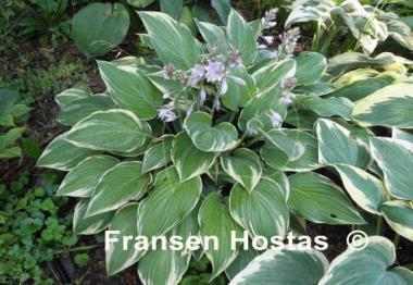 Hosta Poker