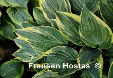Hosta Poker