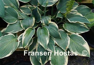 Hosta Poker