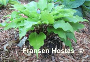 Hosta Pondering Parsippany