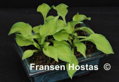Hosta Pooh Bear