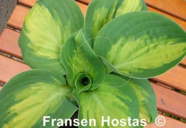 Hosta Popcorn