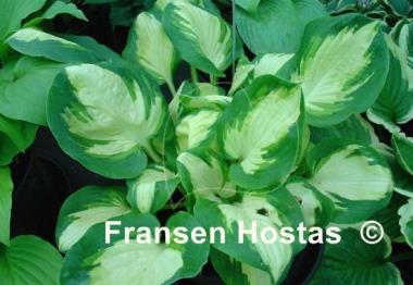 Hosta Popcorn