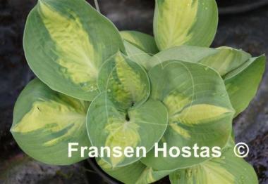 Hosta Popcorn