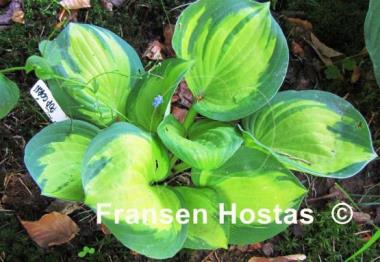 Hosta Popcorn