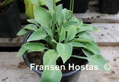 Hosta Popo
