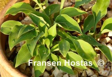 Hosta Popo