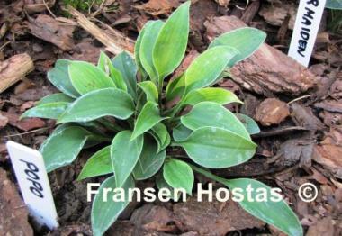 Hosta Popo