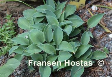 Hosta Popo