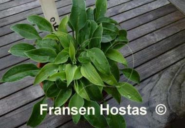 Hosta Popo