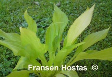 Hosta Pot of Gold