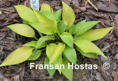 Hosta Pot of Gold