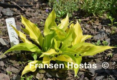 Hosta Pot of Gold