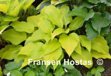 Hosta Pot of Gold