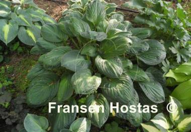 Hosta Potomac Glory