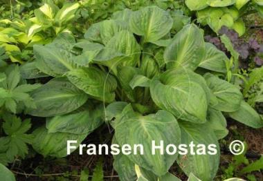 Hosta Potomac Glory