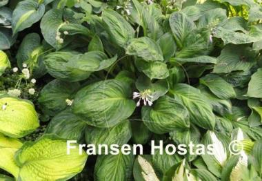 Hosta Potomac Glory