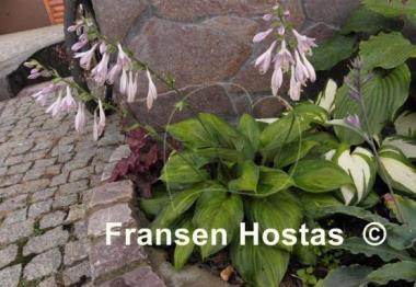 Hosta Potomac Glory