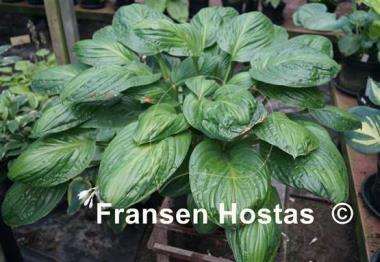 Hosta Potomac Glory