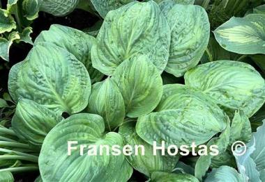 Hosta Potomac Glory