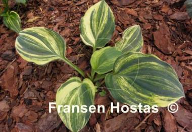 Hosta Potomac Pride Splashed