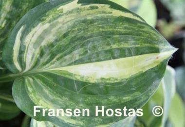 Hosta Potomac Pride Splashed