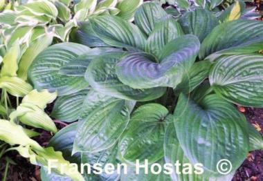 Hosta Potomac Pride