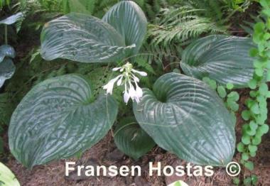 Hosta Potomac Pride
