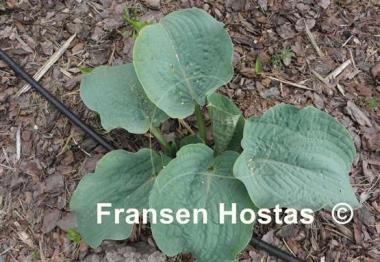 Hosta Powder Blue