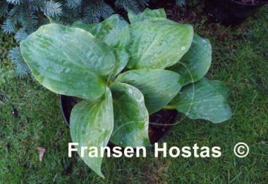 Hosta Powder Blue