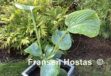 Hosta Powder Blue
