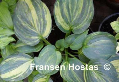 Hosta Powder Keg