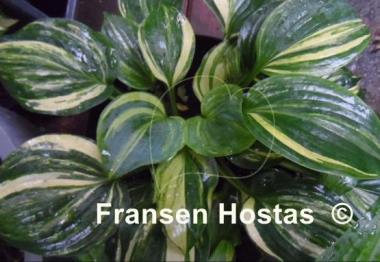 Hosta Powder Keg