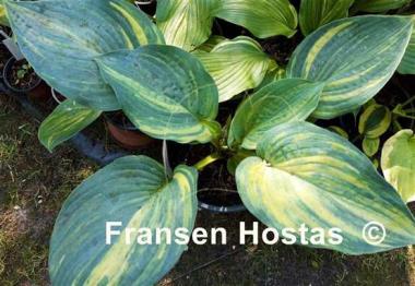 Hosta Powder Keg
