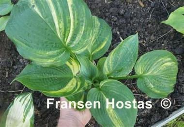 Hosta Powder Keg