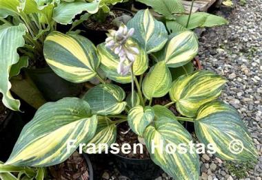 Hosta Powder Keg
