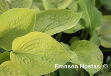Hosta Prairie Glow