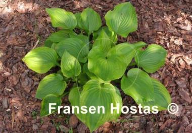 Hosta Prairie Magic