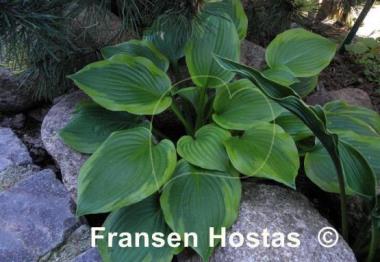 Hosta Prairie Magic